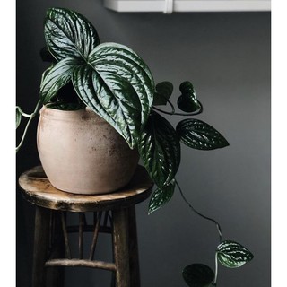 Trầu bà hạnh phúc (Monstera Karstenianum)