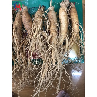 nhân sâm hàn quốc hình thật loại củ nhỏ