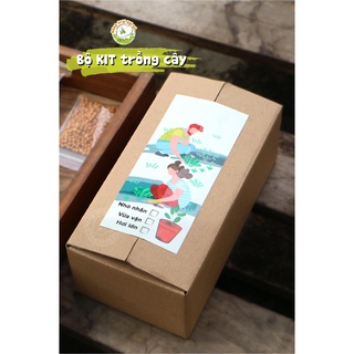 Bộ KIT Củ ĐỒNG TIỀN/ BÌNH VÔI THÁI (STEPHANIA ERECTA)