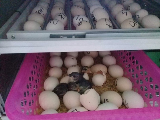 Máy Ấp Trứng Ánh Dương Đảo Tự Động 56 Trứng thùng hợp kim cao cấp