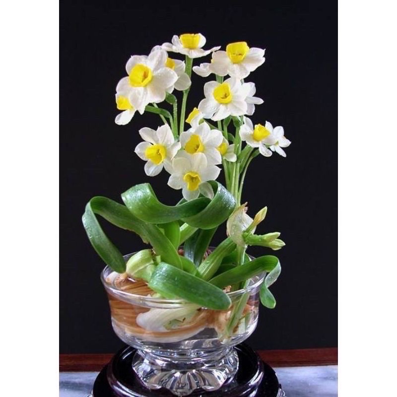 Củ hoa thủy tiên nước HOA Tết