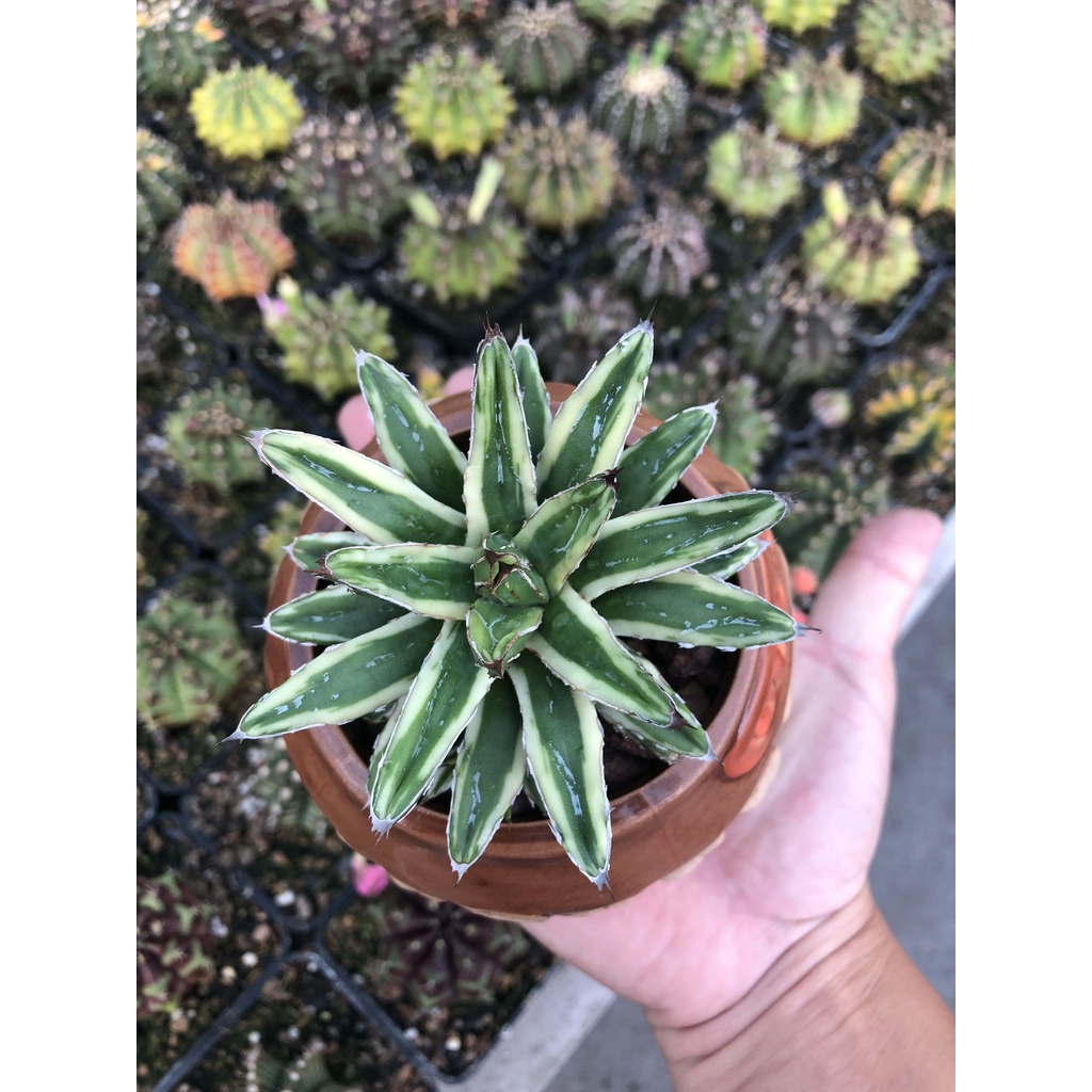 Xương rồng dứa Agave Victoria - có tặng đất trồng