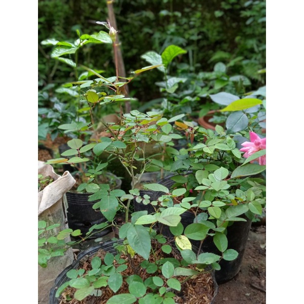 Hoa hồng cổ quý hiếm hoàng vân khôi cây đã có hoa bói cao 45-50cm