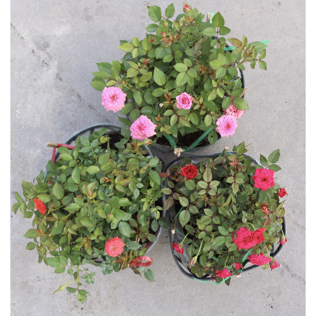 Chậu hoa hồng tỷ muội màu cam