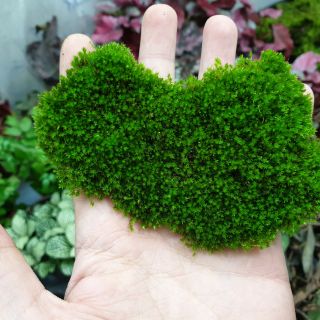 Rêu nhung cho bể bán cạn, bonsai