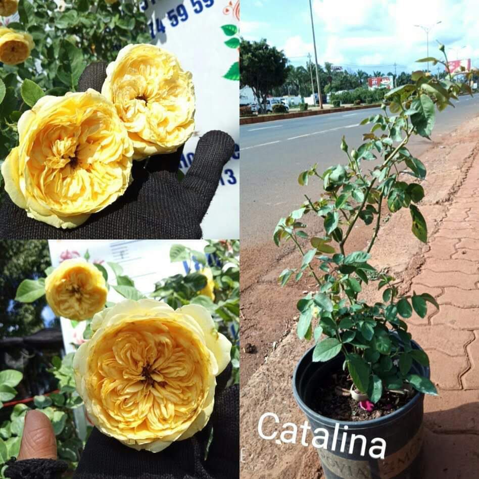 Hoa Hồng Trứng Catalina