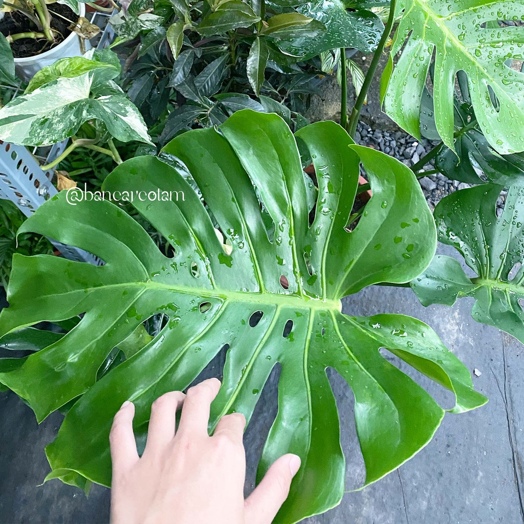 Cây trầu bà lá xẻ Nam Mỹ Monstera Deliciosa