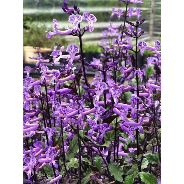 Cây Hoa Mona Lavender JUN GARDEN màu tím