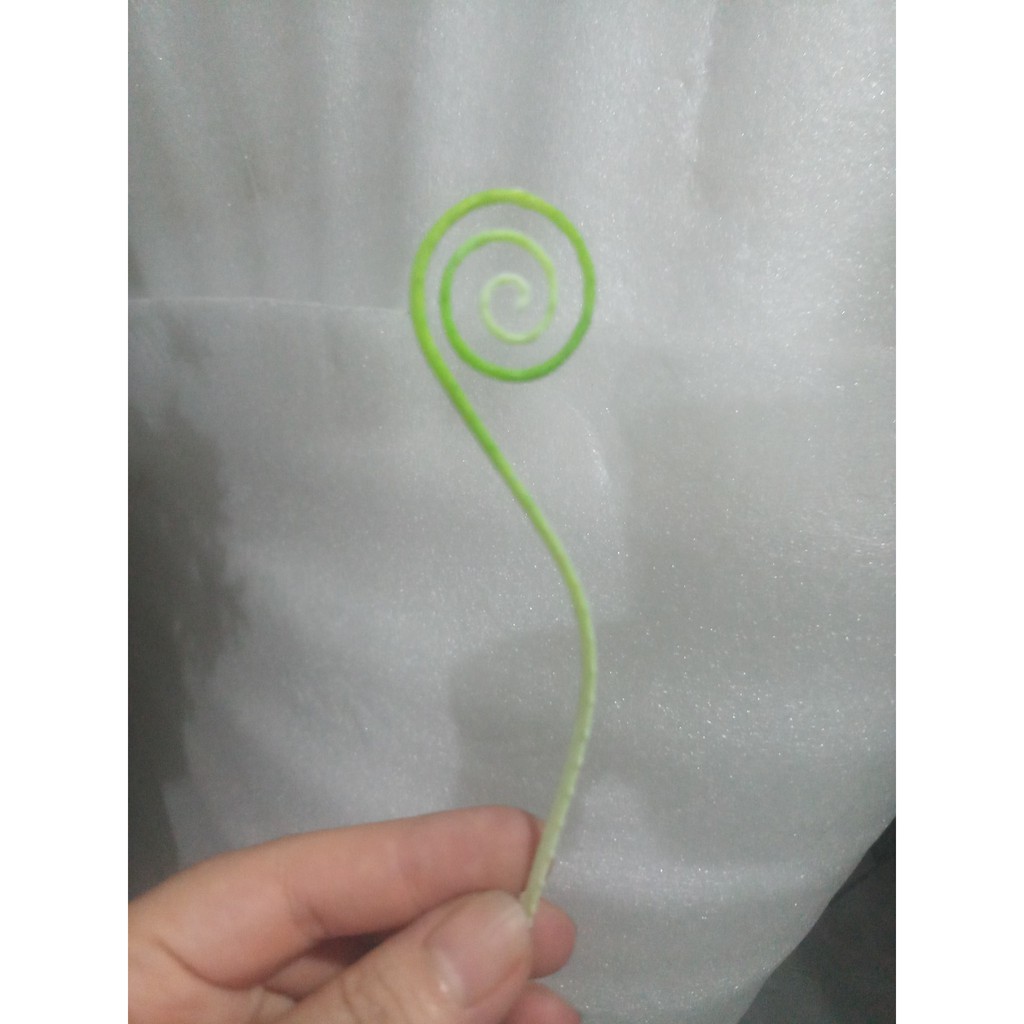 100 gr cỏ điểm