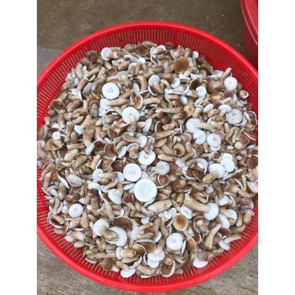 1ki Nấm tràm thiên nhiên,đã sơ chế sạch sẽ. Giao hỏa tốc TPHCM
