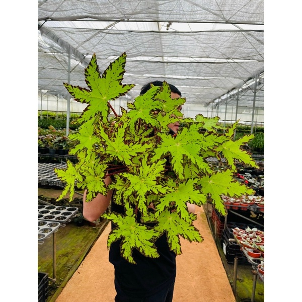 Chậu cứng Begonia Phoe's Cleo