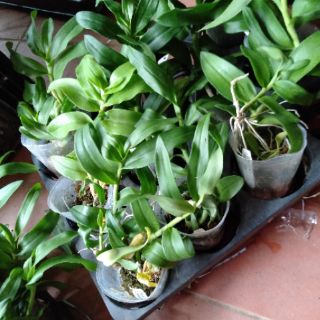 Hoa phong lan phi điệp 5 cánh trắng