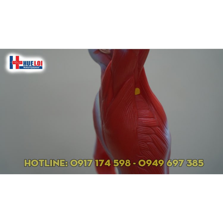 Mô hình giải phẫu tổng hợp lớp cơ nông