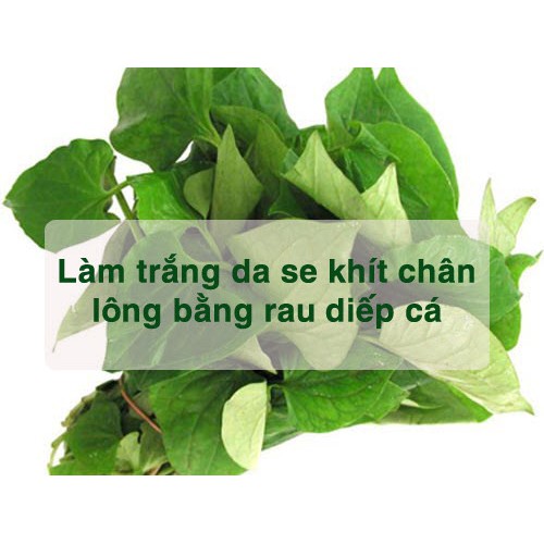 Bột diếp cá hữu cơ sấy lạnh nguyên chất Quảng Thanh (100g) trị trĩ, làm đẹp da, trị mụn, mờ thâm, trắng da, detox cơ thể