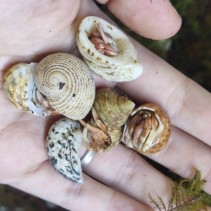 Combo mô hình albino màu ngẫu nhiên kích thước tùy chọn