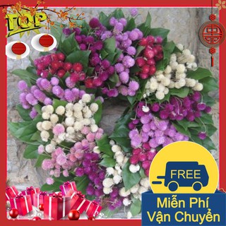 Combo 2 Gói Hạt Giống Hoa Cúc Bách Nhật