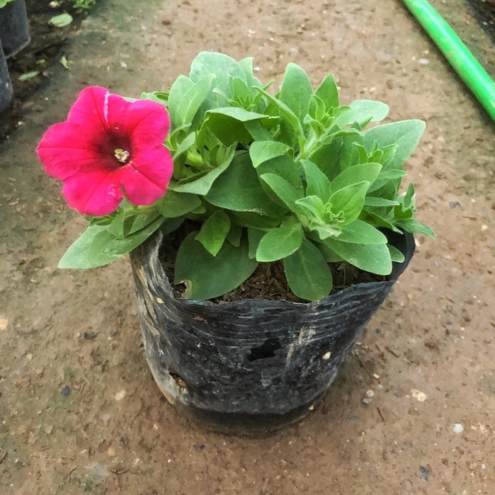 Cây hoa dạ yến thảo đứng  cao 10-15cm đã có hoa nở rộ, nhiều màu bắt mắt thích hợp trang trí sân vườn
