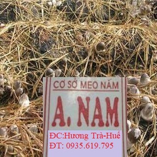 Meo giống nấm rơm [cơ chấc bằng thóc]