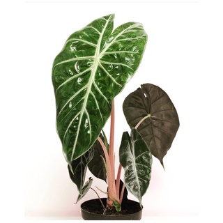 alocasia pink dragon cây siêu to( môn rồng hồng)