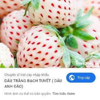 2 Ngó dâu bạch Tuyết