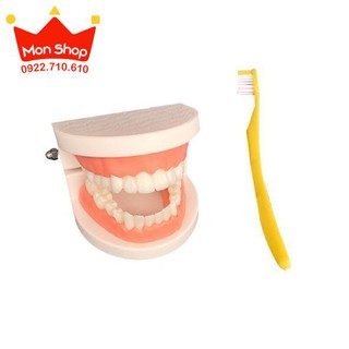 Thực hành cuộc sống - Mô hình hàm răng