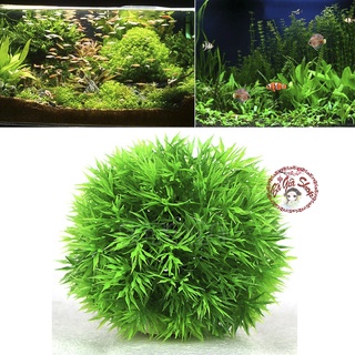 Cây trang trí bể cá cây thủy sinh giả