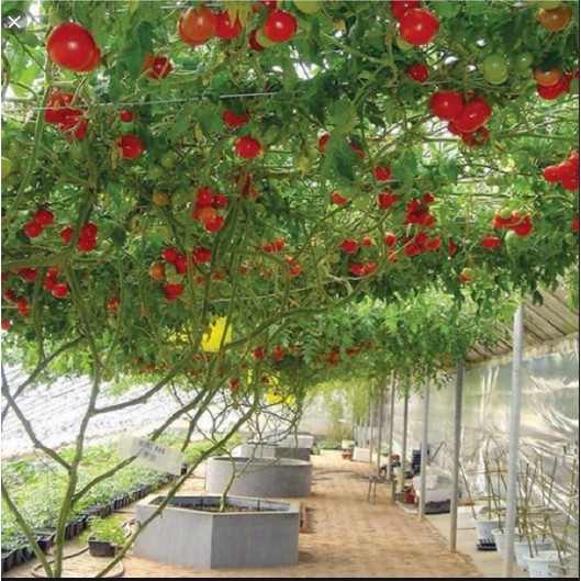 giống cà chua leo giàn ( cà chua bạch tuộc ) 30 hạt