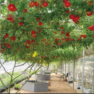 Giống cà chua leo giàn 30 hạt