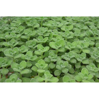 Sen thơm - nhất mạt hương mini 3-5cm