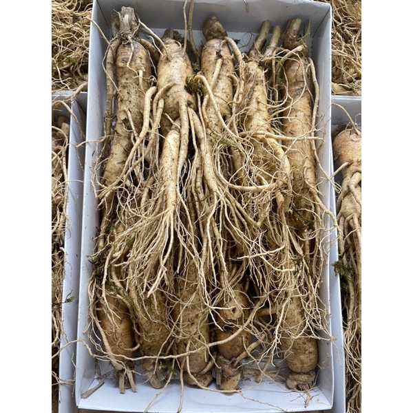 SÂM TƯƠI CHUẨN HÀN QUỐC 6NĂM TUỔI_LOẠI 10 CỦ/1KG