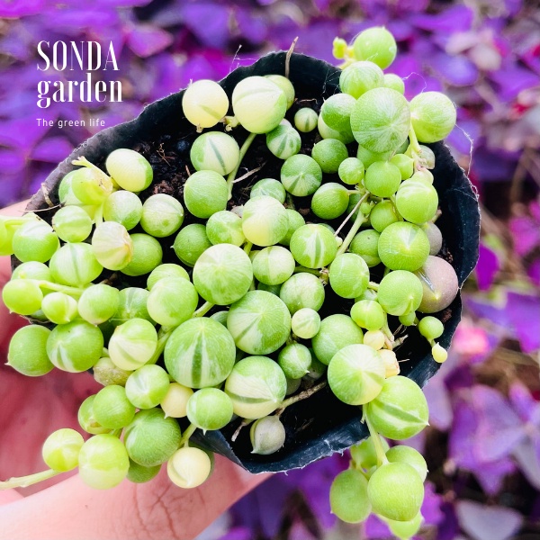 Sen đá hạt ngọc tròn var SONDA GARDEN size bé 5-6cm, cây cảnh trang trí nhà cửa, lỗi 1 đổi 1