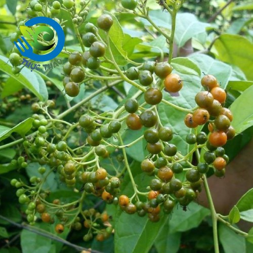 Cây xạ đen Hòa Bình sấy khô thanh nhiệt