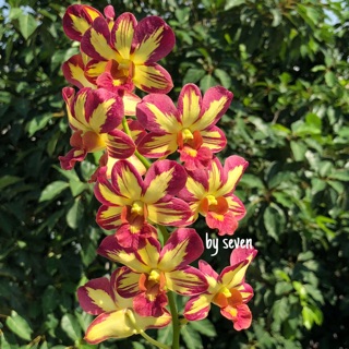 Hoa lan tia Chớp vàng đỏ xưa vòi hoa dài nổi bật