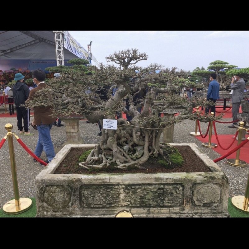 Giá thể PROMIX -Bonsai bao 14 lít