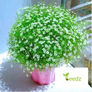 gói 100 hạt giống hoa baby trắng VINMARK HẠT GIỐNG