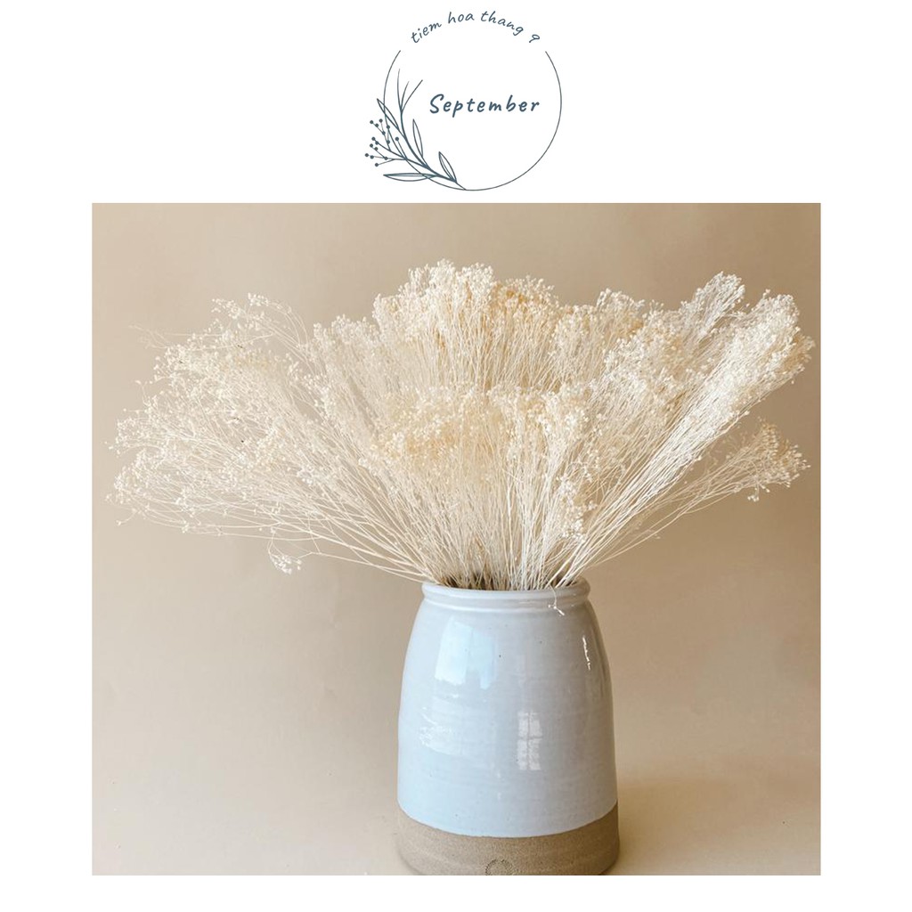 ♥️FREESHIP♥️ Hoa khô Decor Hoa khô Baby Broom Bloom trang trí nhà, phụ kiện chụp ảnh