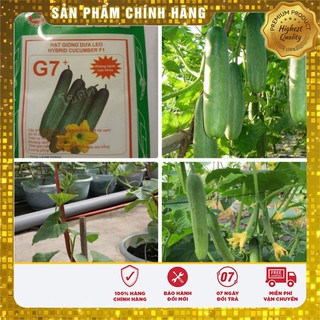 Bộ gói hạt giống Dưa chuột thái