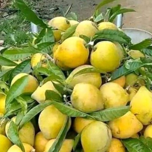 Cây giống lekima thái