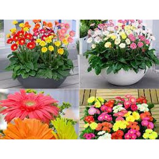 CHẬU HOA ĐỒNG TIỀN LÙN HÀ LAN, ĐỦ MẶT HOA