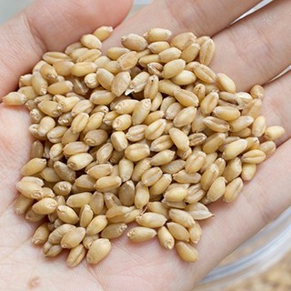 100g Lúa Mì Siêu Ngon cho Hamster-Rat-Đuôi Mập