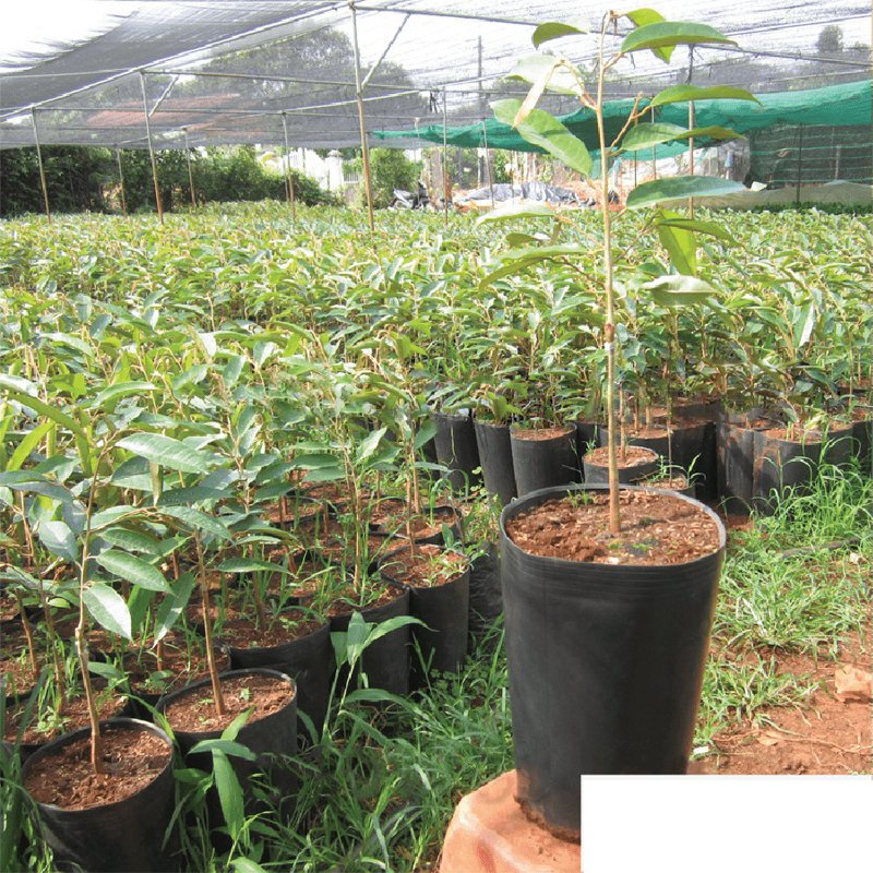 25 Cái - Chậu CSR 30x20cm nhựa PE dẻo trồng cây giống bền trên 10 năm-77124