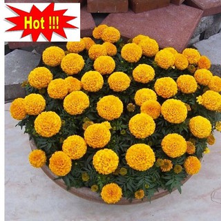 Hạt giống hoa Vạn thọ Cam lùn (30 hạt)