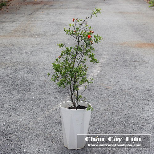 Chậu nhựa tám cạnh trồng cây cảnh, cây ăn trái kích thước 33x41cm