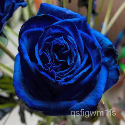 Hạt giống hoa hồng Blue Enchantress mầu xanh huyền ảo 30h