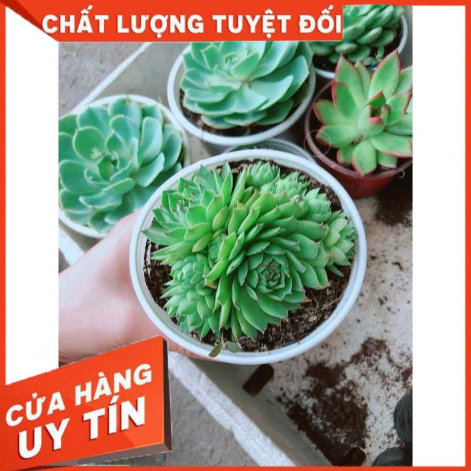 Sen đá phật bà Nhiều Người Mua