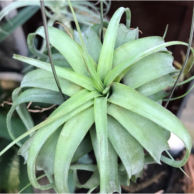 Cây không khí Tillandsia brachycaulos x streptophylla