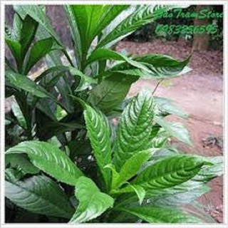 Chậu cây xương sông cây giống