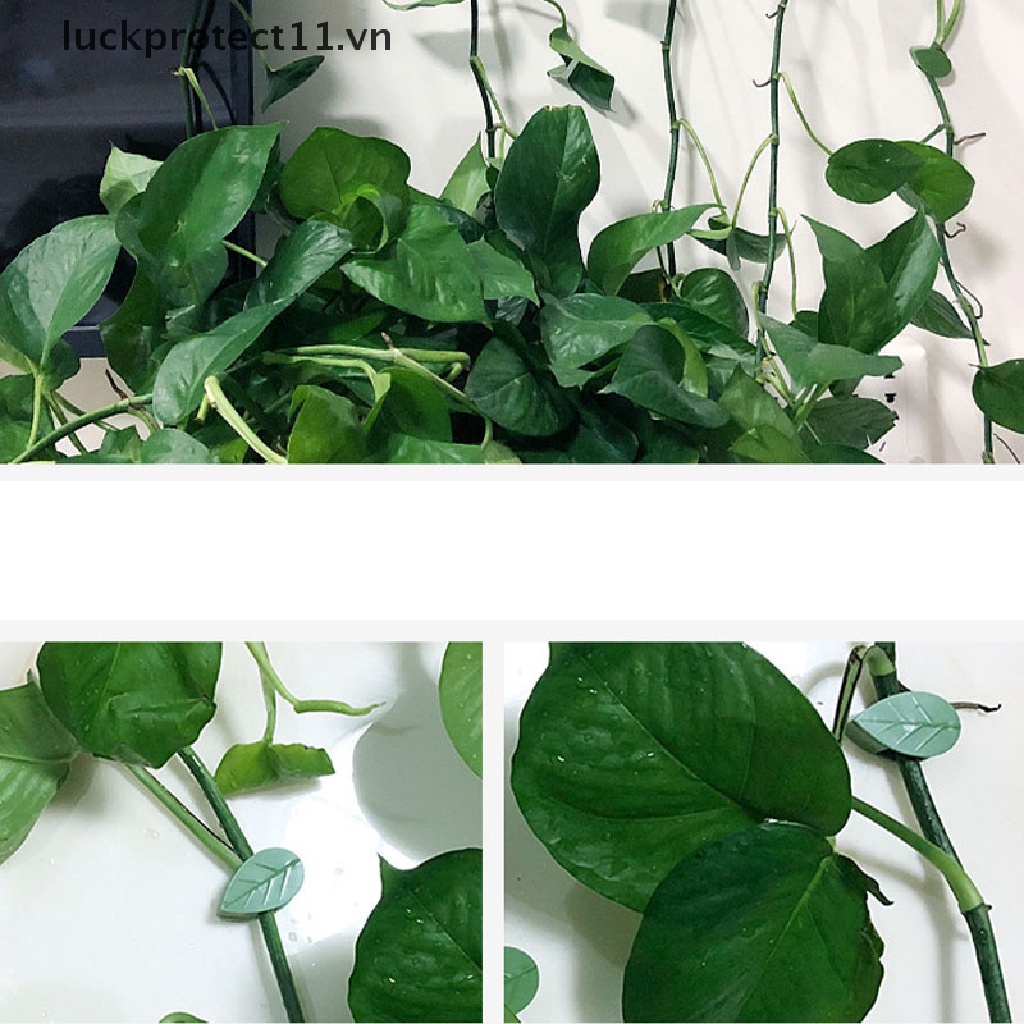 Bộ 10 Kẹp Cố Định Cây Leo Tự Dính 11