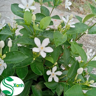 Mai Chỉ Thiên - Cây Cảnh Có Hoa