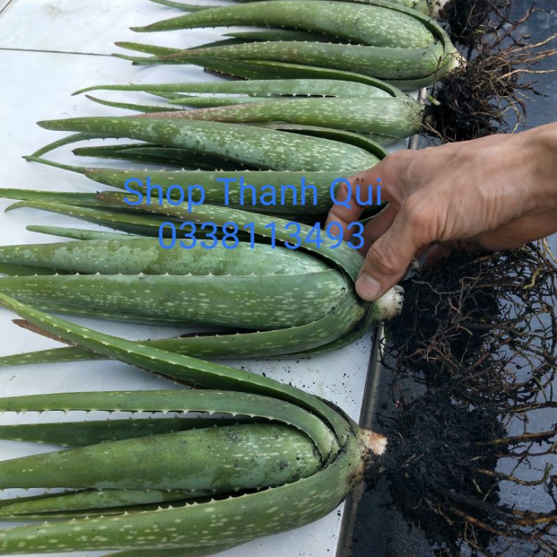 Cây Nha Đam Mỹ